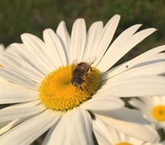 Eristalis arbustorum