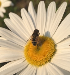 Eristalis arbustorum