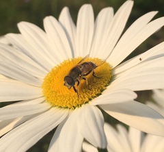Eristalis arbustorum