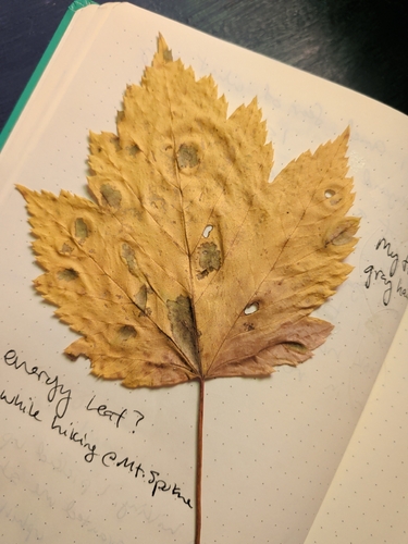 Acer glabrum observed 2026-10-24