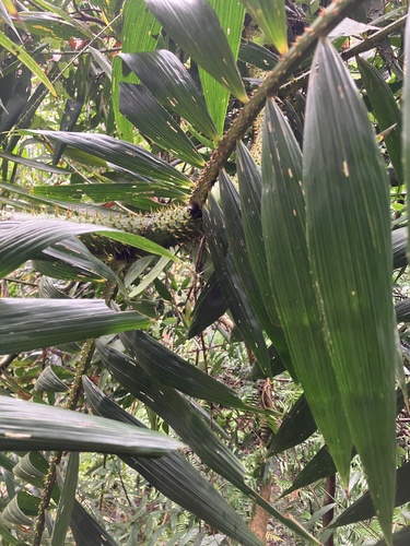 Calamus observed 2026-10-25