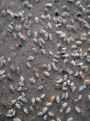 Donax variabilis, 2026-10-24