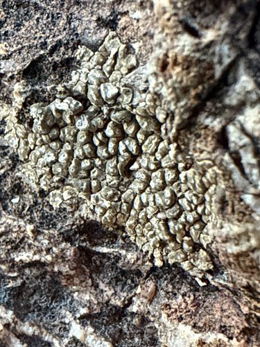 Chiseled Sunken Disk Lichen