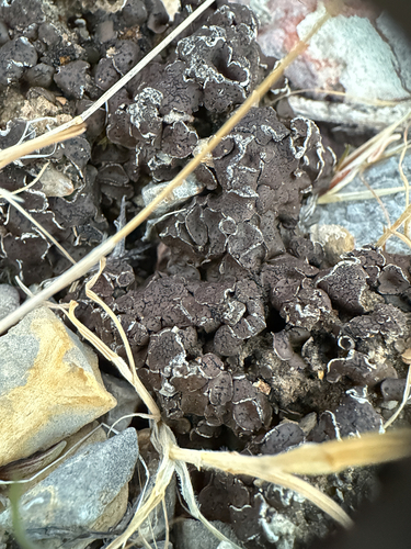 Brown Stipplescale Lichen