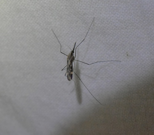 Anopheles punctipennis