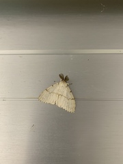 Lymantria xylina