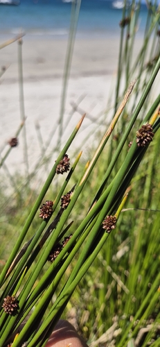 Fimbristylis observed 2026-10-25