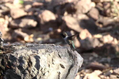 Black-chinned Hummingbird