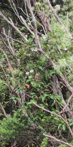 Clematis paniculata observed 2026-10-25