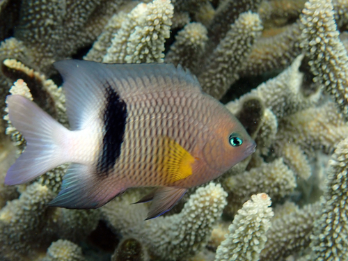 Plectroglyphidodon dickii observed 2026-10-21