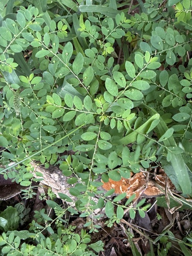 Phyllanthus tenellus observed 2026-10-25