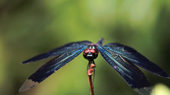 Rhyothemis plutonia