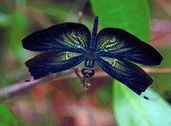 Rhyothemis plutonia