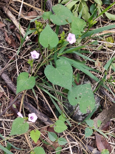 Ipomoea triloba observed 2026-10-25