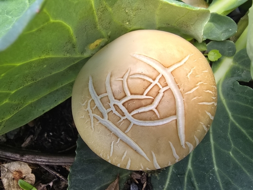 Agrocybe praecox, 2026-10-25