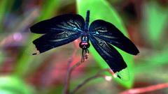Rhyothemis plutonia