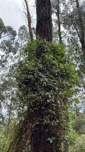 Pandorea pandorana observed 2026-10-24