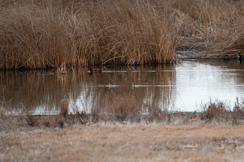 Wilson's Phalarope