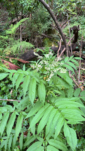 Sambucus gaudichaudiana observed 2026-10-24