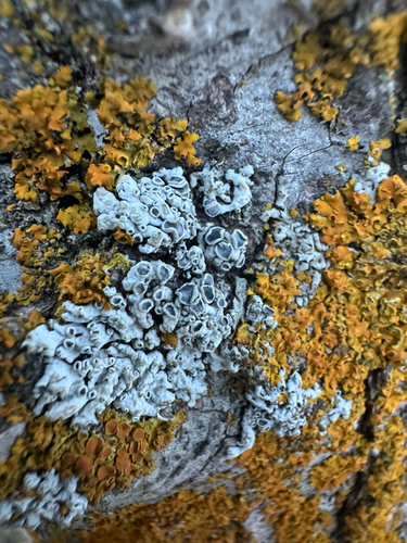Frosted Rosette Lichen