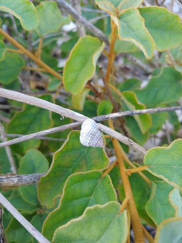 Tectarius muricatus, 2026-10-24