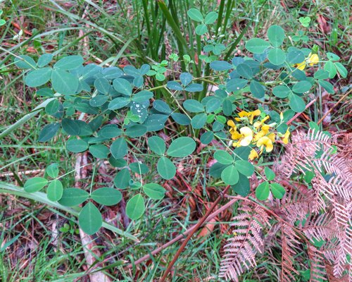 Goodia lotifolia observed 2026-10-24