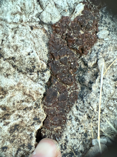 Brown Stipplescale Lichen