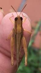 Orphulella pelidna
