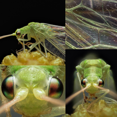 Cunctochrysa albolineata