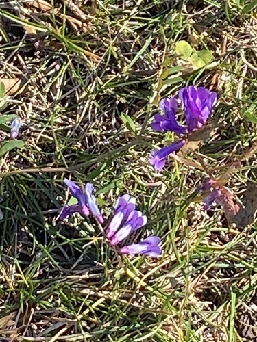 Vicia cracca observed 2026-10-24