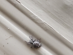 Pseudeuophrys erratica