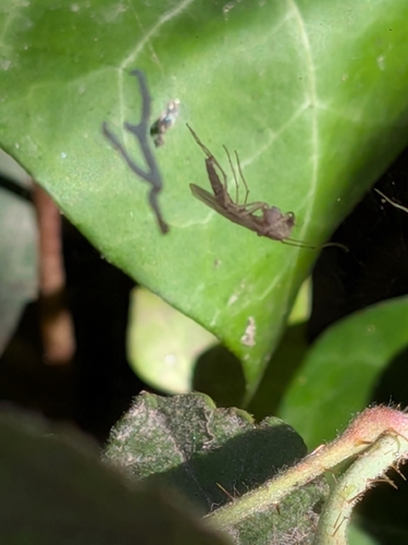 Winter Marsh Mosquito