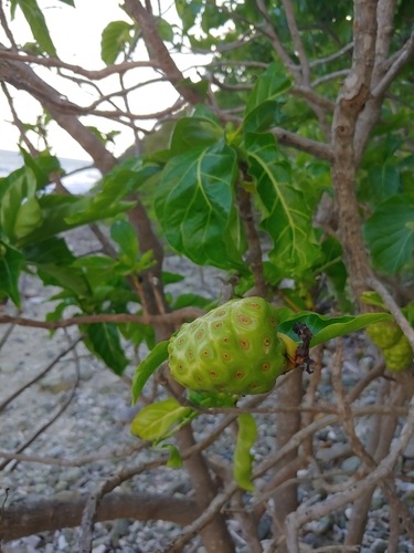 Morinda citrifolia observed 2026-10-24