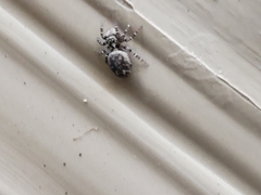 Pseudeuophrys erratica