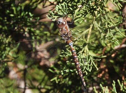 Blue-eyed Darner