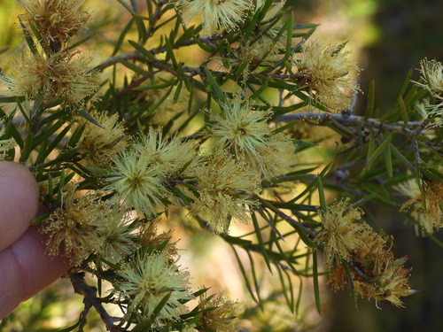Melaleuca nodosa observed 2026-10-25