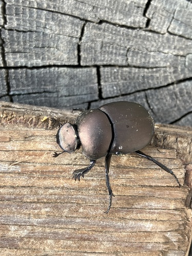 Coppery Dung Beetle