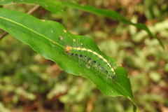 Sphrageidus virguncula