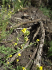Magnoliopsida