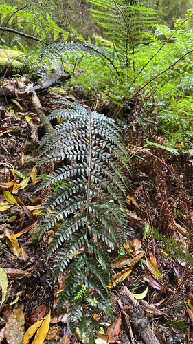 Polystichum proliferum observed 2026-10-24