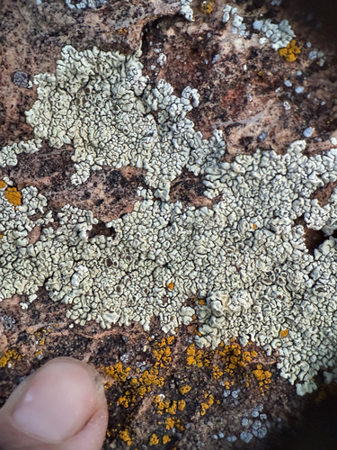 Lobothallia alphoplaca
