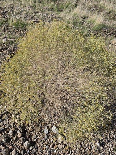 sticky snakeweed