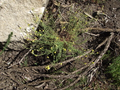 Magnoliopsida