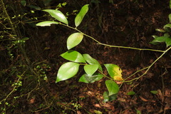 Lindera akoensis