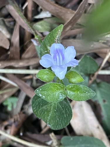 Ruellia repens observed 2026-10-25