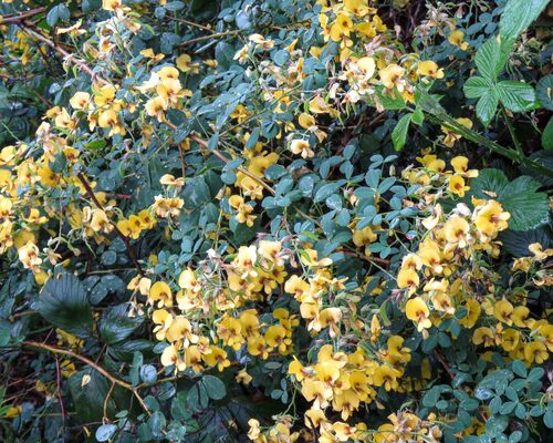Goodia lotifolia observed 2026-10-24