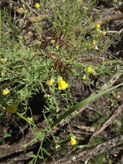 Magnoliopsida