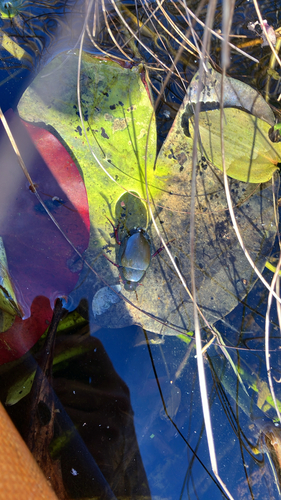 Giant Water Scavenger Beetle