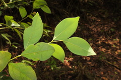Lindera akoensis