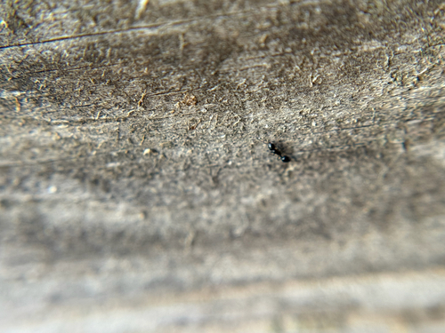 Monomorium cyaneum
